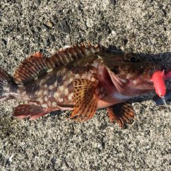 夏の風物詩マゴチ！